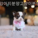 더펫 강아지분양 고양이분양 일산본점 | [일산/분양샵] 더펫강아지분양고양이분양 일산본점 분양 후에도 건강 체크가 가능했던 시스템