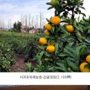 지하철강서구청역 이미지