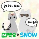 TIARA PET(티아라 펫) | 세계 고양이의 날 네이버펫X동그람이 스노우 어플 이벤트 참여 방법 및 후기! 내 고양이 자랑도 하고...
