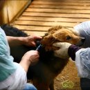 메디 포즈 동물병원 이미지