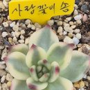 신상(사랑꽃 이솜) 이미지