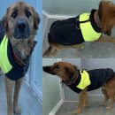 서산시동물보호센터 이미지