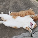 발라당 이미지