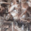 쭈꾸미신화 이미지