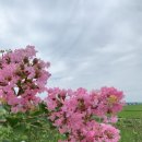 생태원길(배롱나무길) 이미지