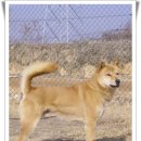 마한애견 이미지