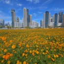 나성동_도시상징광장 | 세종 나성동 주말 가볼 만한 곳 <도시상징광장>, <나성동 꽃밭> (주차안내)