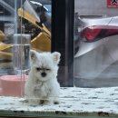 펫 중개소 이미지