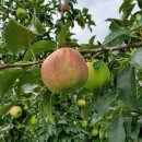 산내면 반선마을 이미지