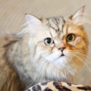 카페 캣츠 이미지