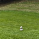 물수제비 | [용인] 골린이도 신나게 물수제비 뜨고 온 그곳? (용인CC/3시30분티업/2인/노캐디)