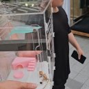 파충류카페 비비안 | 강릉 아이와 가볼만한곳, 파충류 카페 비비안 고양이까지 완벽해!