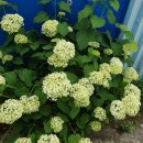 까페점촌6길 이미지