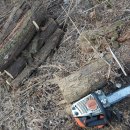 개미통나무 이미지