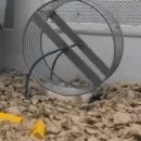 경우체육관