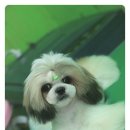 라미펫살롱 이미지