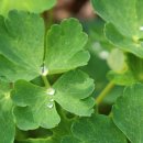 참새의 정원 이미지