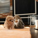 깜찍하개 이미지