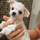 Pet.J | <강남강아지분양 펫제이>고객님 스피츠 레븐이 분양후기 포스팅♥