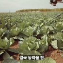 양배추 한장 한장 세척해서 먹어야 할까? 이미지