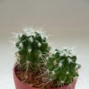 여름식물 인테리어 이미지