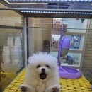 펫캐슬 강아지고양이 애견샵 의정부점 이미지