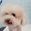 멍이랑몽이 미용 이미지