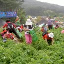 6월25일(토)서산감자축제-간월암[취소] 이미지