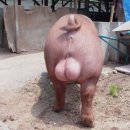쌍방울광주 | <경기광주 쌍방울부페> 초월 용수리 맛집, 국내산 돼지부속물 무한리필, 노포갬성 포장마차 추천