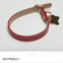 도그니엘(DOGNIEL) 네이버블로그