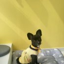 하이 멍뭉아 이미지