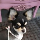 할리우드펫 이미지