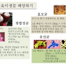 광합성. 효모, 유산균 배양하기 이미지
