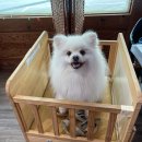 매암로 | 애견동반여행지로 추천하는 태안_코스, 펜션, 식당, 카페