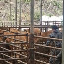 영주시농업기술센터 본소 | 영주시, 럼피스킨 차단 총력…2만2천여 두 백신 접종