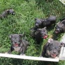 프불리하우스 이미지