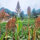 창촌초 원자분교장 이미지