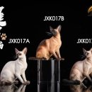 케이엑스제이