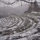 보성녹차닷컴 이미지