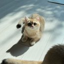 달래캐터리 이미지