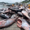 참치어장 이미지