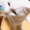 제일건강원 - 금산군 건삼전길 28 | 제일건강원