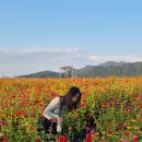 여우꼬리 떡볶이 | 철원 고석정 꽃밭, 시간 휴무 주차 강아지 먹거리 등 가을 축제 방문 후기