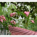 마당한정식 이미지