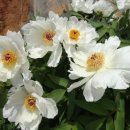 목단농장 이미지