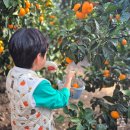 음지농장 | 제주 서귀포 농장 감귤체험 트로이테마농원 귤따기 체험 f. 제주도 감귤조끼