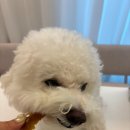 촵촵 | 강아지 반건조간식 촵촵 급여후기