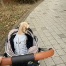 수남켄넬 | 231122 Merlie 개모차