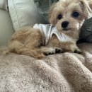 웰니스 펫뷰티 이미지