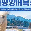 알파목장 이미지